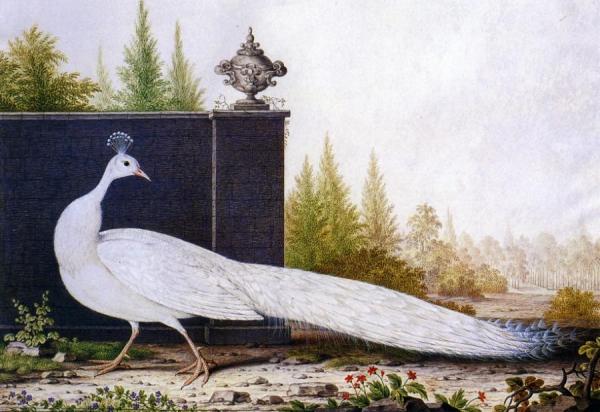 The White Peacock by Nicolas Robert