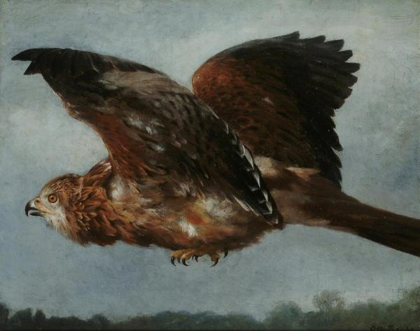 A Buzzard In Flight by Otto Bache