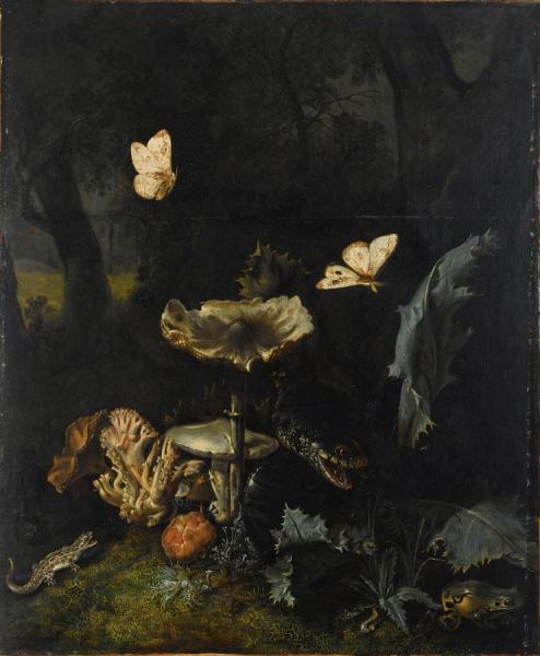 A Forest Floor Still Life With Various Fungi, Thistles, An Aspic Viper, Etc. by Otto Van Schrieck