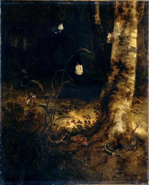 Forest Floor Still Life With Butterflies And Reptiles by Otto Van Schrieck