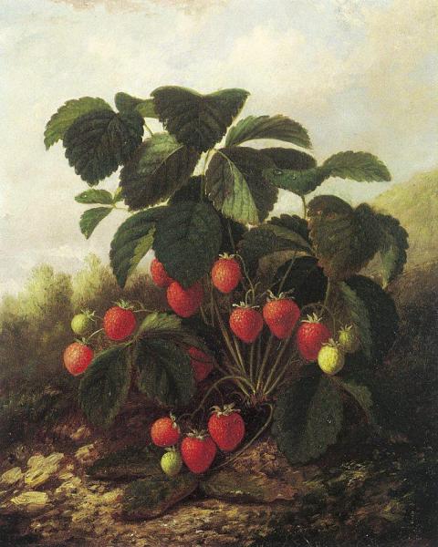 Paul Lacroix Wild Strawberries