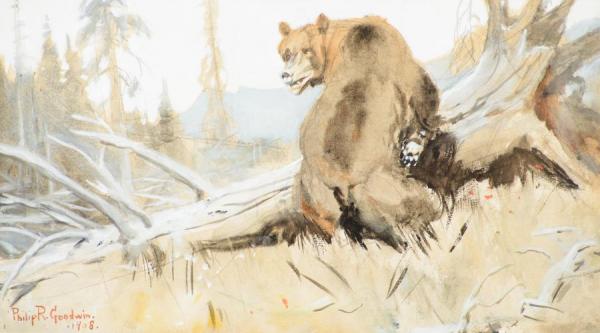 Bear,1908 by Philip Russell Goodwin
