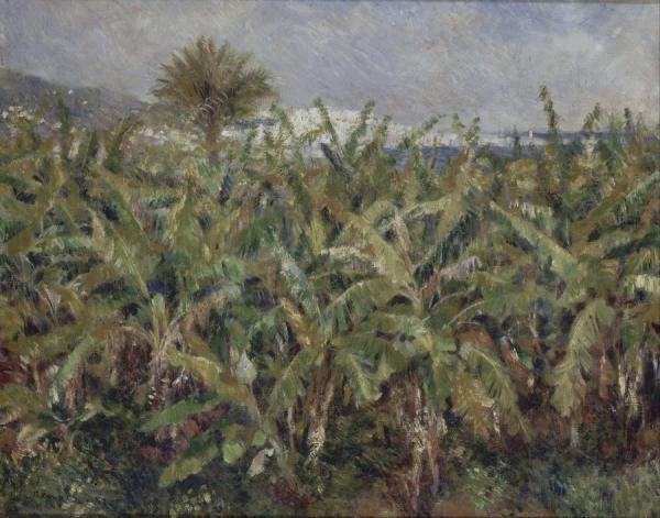 Field Of Banana Trees by Pierre Auguste Renoir