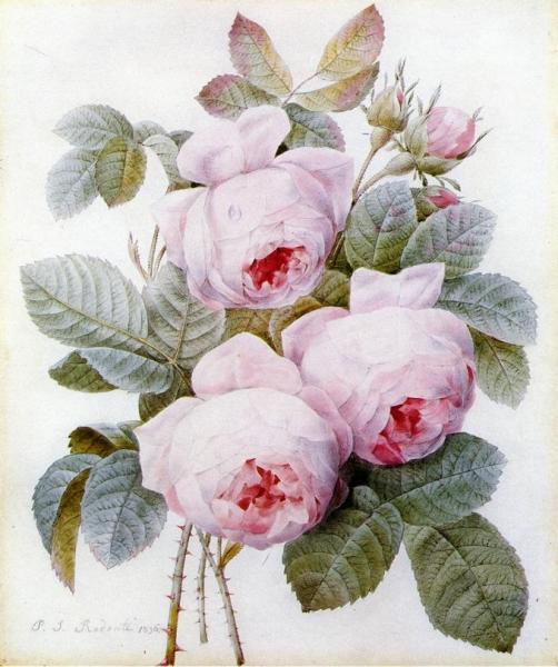 Roses by Pierre-joseph Redoute