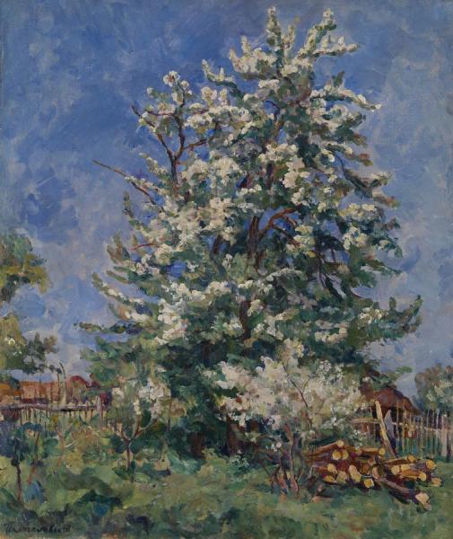 Pear Tree In Blossom by Pyotr Konchalovsky