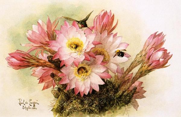 Cactus Blossoms by Raoul De Longpre