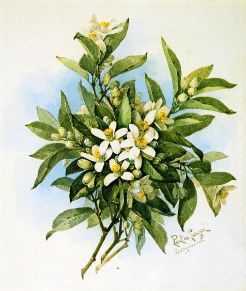 Raoul De Longpre Orange Blossoms