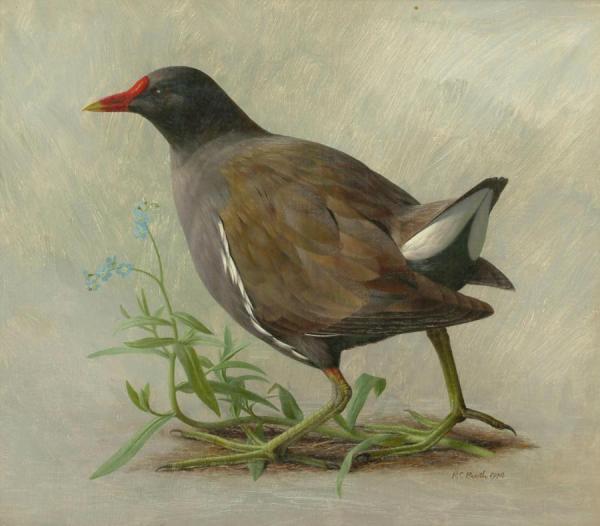 A Waterhen by Raymond Booth