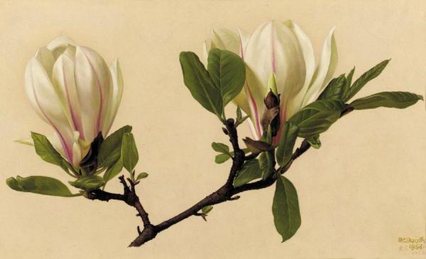 Magnolea Soulangeana by Raymond Booth
