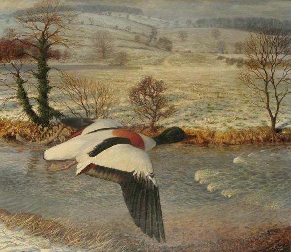 Mallard In Flight Over A Winter Landscape by Raymond Booth