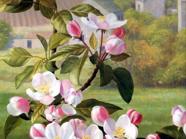Apple Blossoms by Raymond Booth