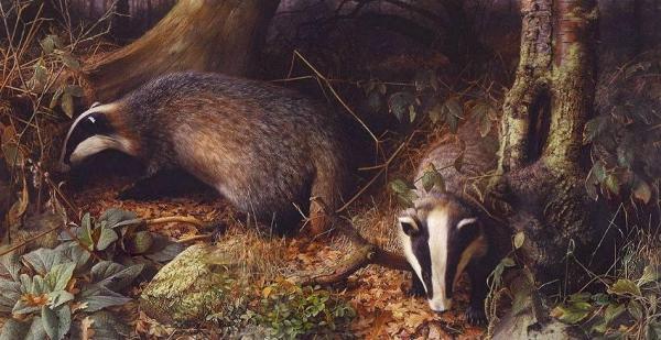 Badgers by Raymond Booth Oil Painting Reproductions