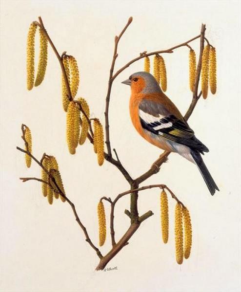 Chaffinch On Hazel Catkins by Raymond Booth