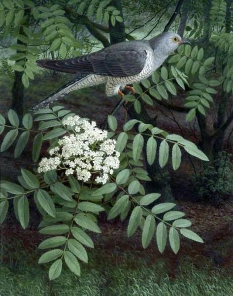 Cuckoo by Raymond Booth Oil Painting Reproductions