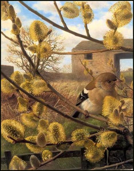 Hen Chaffinche With Willow Catkins by Raymond Booth