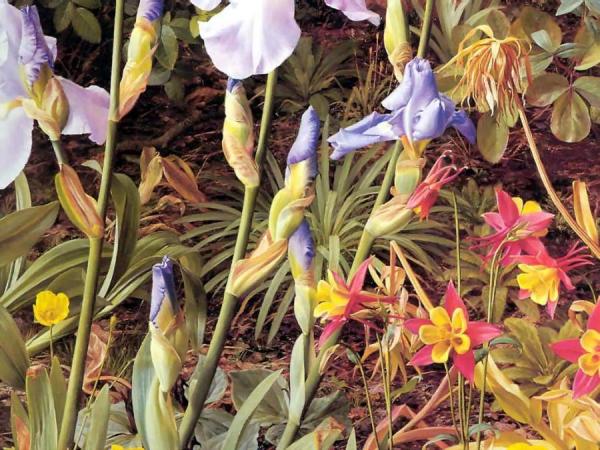 Irises by Raymond Booth Oil Painting Reproductions