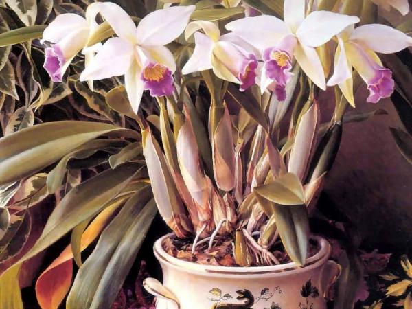 Orchids by Raymond Booth Oil Painting Reproductions