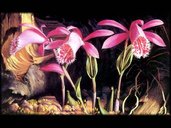 Orchids by Raymond Booth