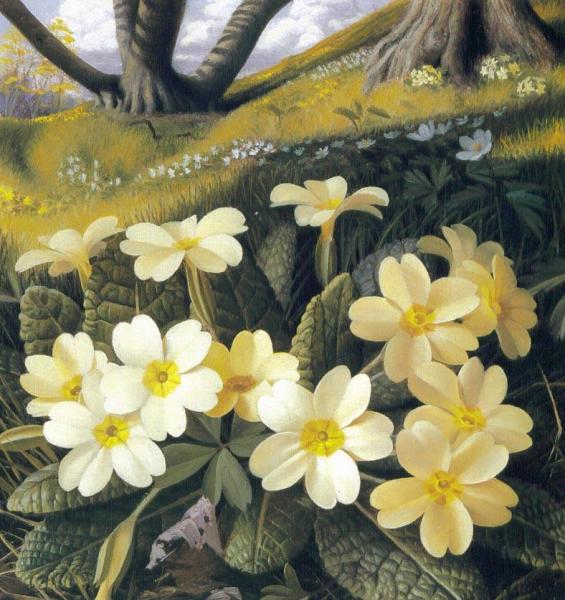 Primrose by Raymond Booth