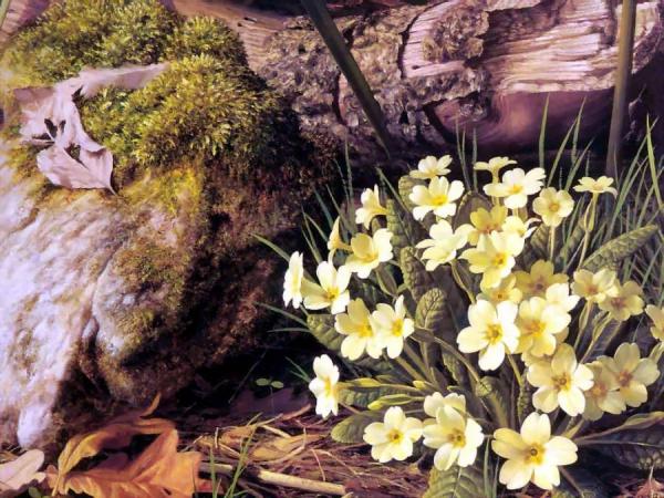 Primrose by Raymond Booth