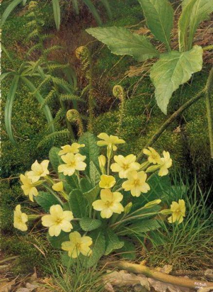 Primroses In Adel Wood by Raymond Booth