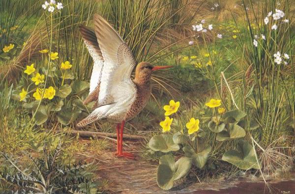 Redshank by Raymond Booth
