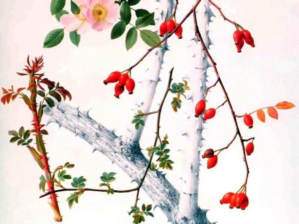 Rosehips by Raymond Booth