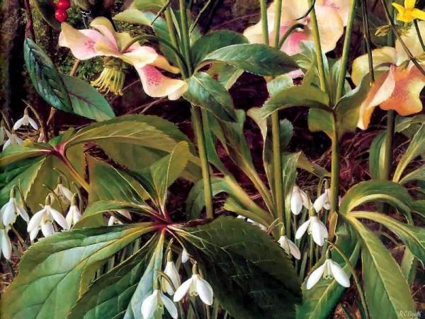 Snowdrops by Raymond Booth Oil Painting Reproductions