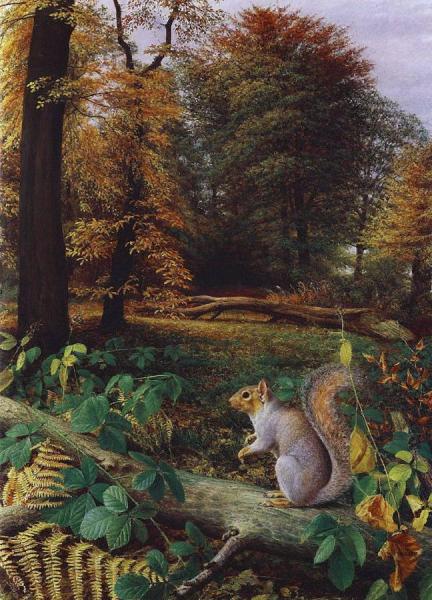 Squirrel by Raymond Booth