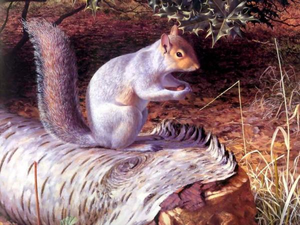 Squirrel by Raymond Booth