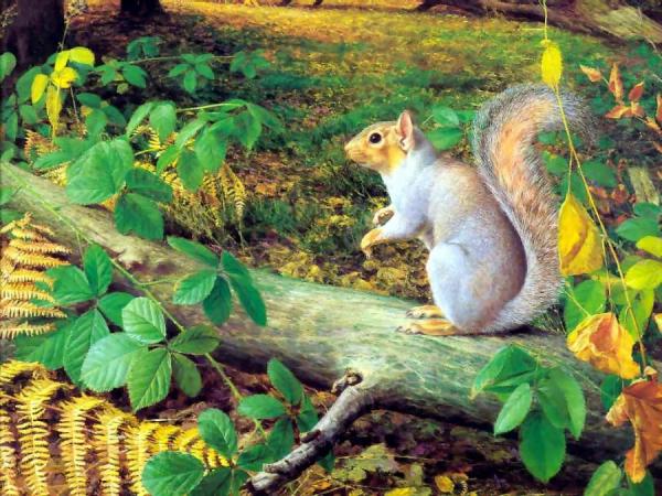 Squirrel by Raymond Booth