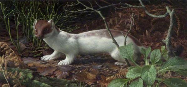 Stoat In Winter by Raymond Booth