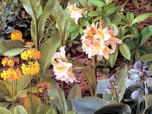 The Artist's Garden by Raymond Booth