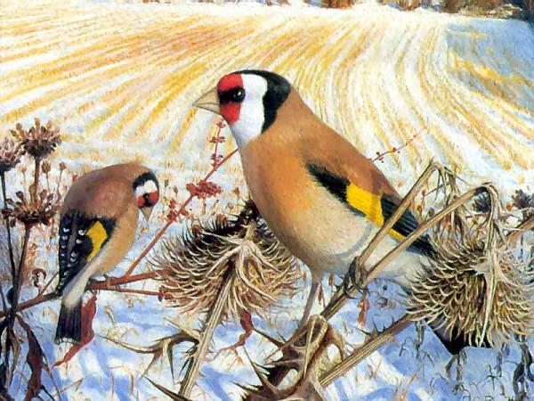 The Goldfinches by Raymond Booth Oil Painting Reproductions