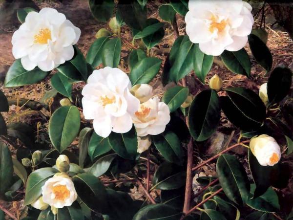 Untitled by Raymond Booth