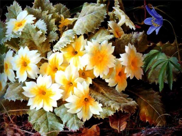 Untitled by Raymond Booth