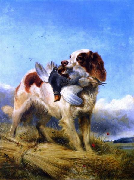 An English Setter Retrieving Partridge by Richard Ansdell Oil Painting Reproductions