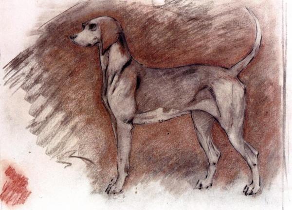 Hound At Attention by Robert Bevan