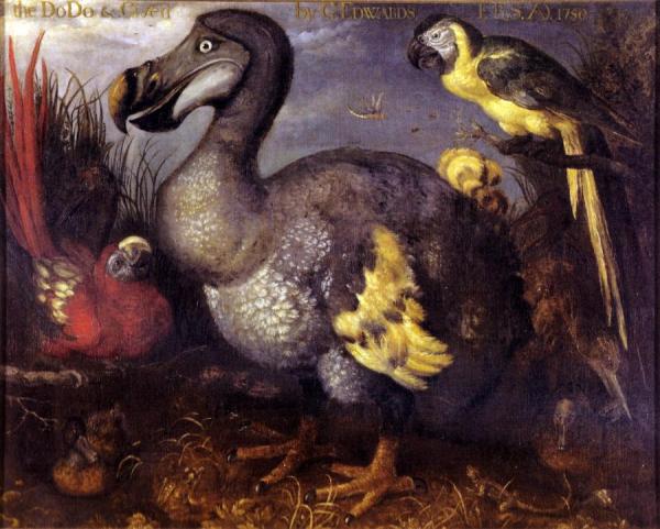 Edward's Dodo by Roelant Savery Oil Painting Reproductions