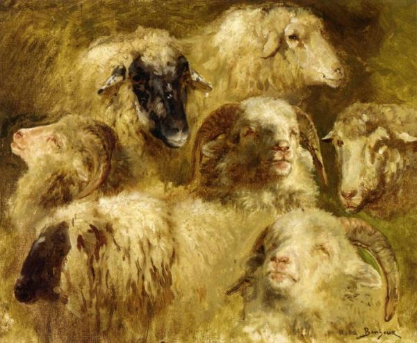 Rosa Bonheur Heads Of Ewes And Rams