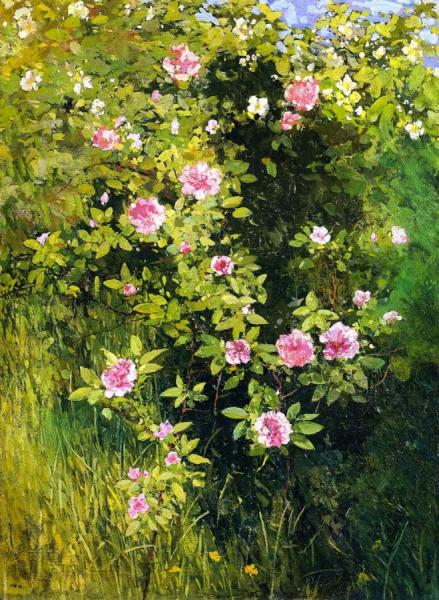 Rose Rambler by Ross Sterling Turner