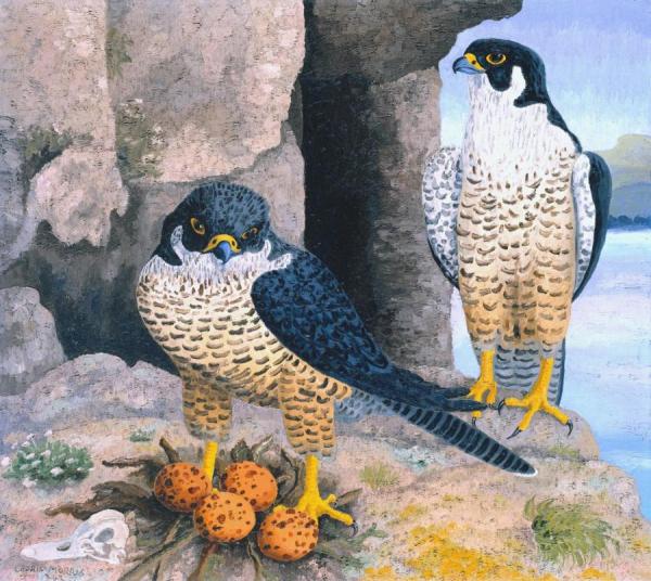 Peregrine Falcons, 1942 by Sir Cedric Morris