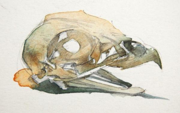 Bird Skull by Stan Smith Oil Painting Reproductions