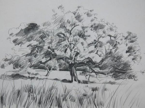 Broad Tree by Stan Smith