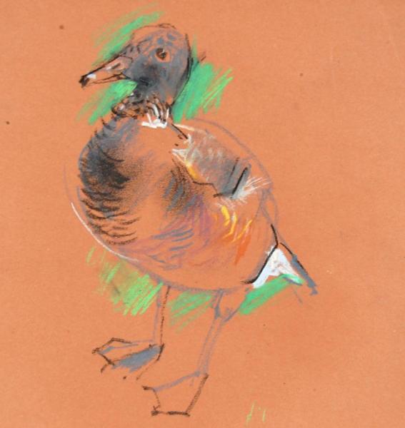 Egyptian Goose by Stan Smith