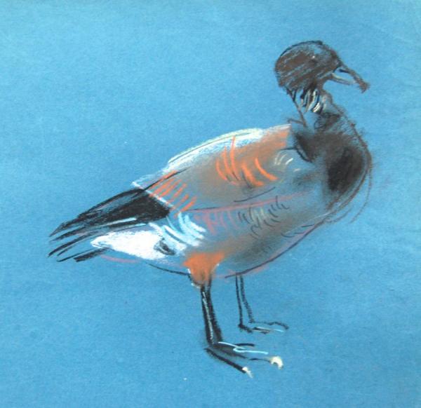 Shelduck by Stan Smith