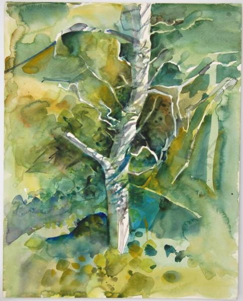 Silver Birch by Stan Smith