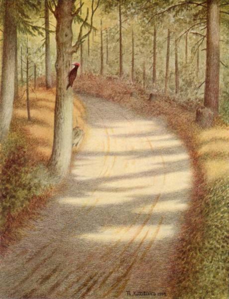 Woodpecker Ii by Theodor Kittelsen Oil Painting Reproductions