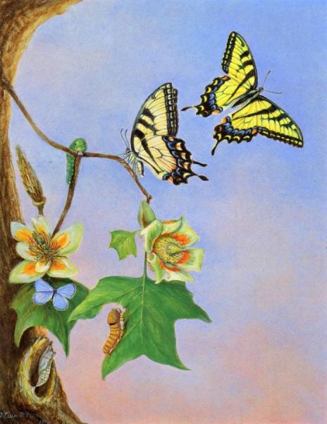 Butterflies by Titian Ramsey Peale Ii