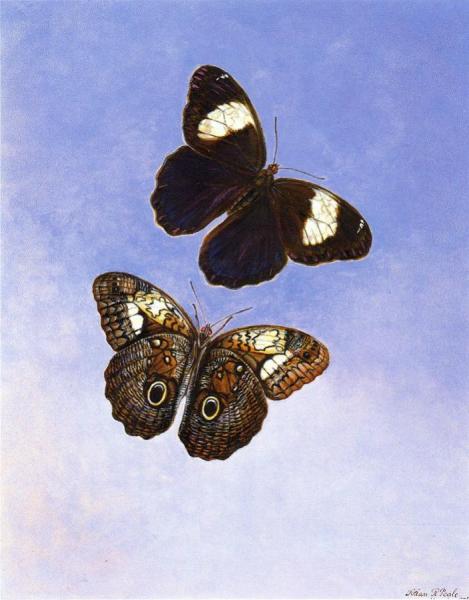 Titian Ramsey Peale Ii Caligo Martia (butterflies)